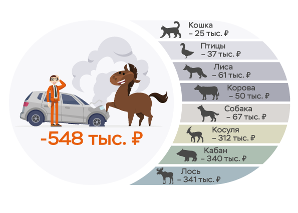 25 тысяч за кошку, 340 тысяч – за кабана: сколько стоит авария с животным