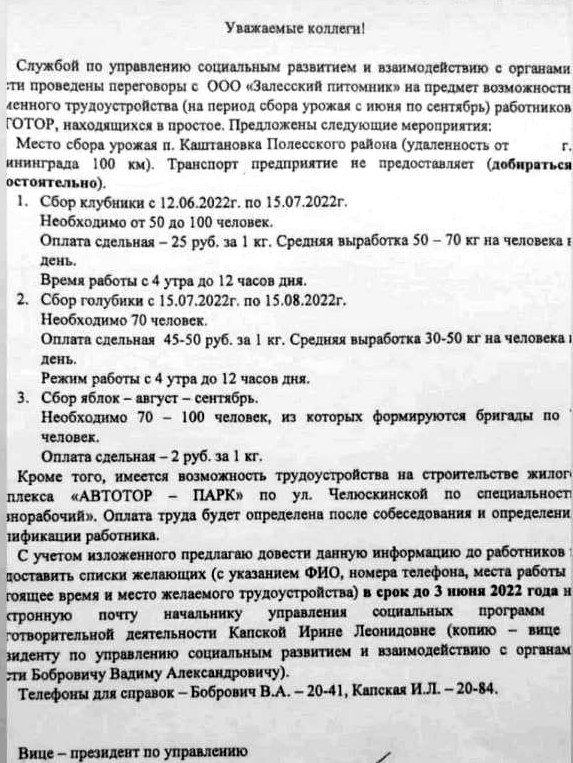 Клубника вместо автомобилей: работников завода «Автотор» отправляют на грядки